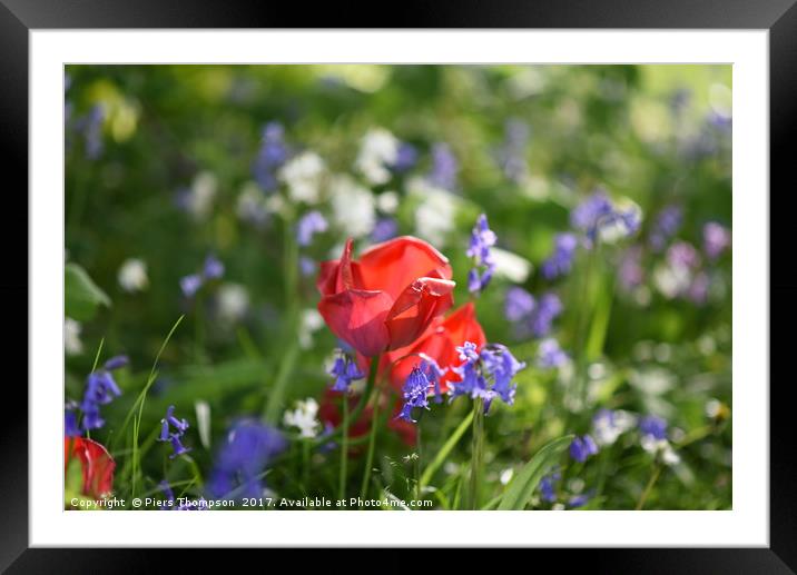 Wild flowrs in spring Framed Mounted Print by Piers Thompson