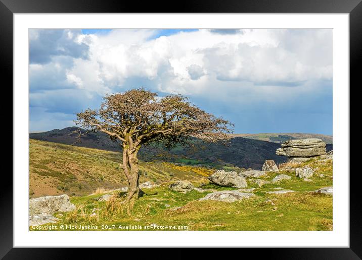 Hawthorn Tree at Combestone Tor on Dartmoor Framed Mounted Print by Nick Jenkins