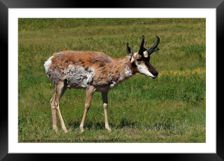 Pronghorn Antelope Framed Mounted Print by Christiane Schulze