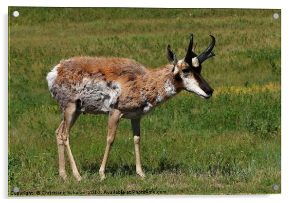 Pronghorn Antelope Acrylic by Christiane Schulze