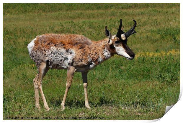 Pronghorn Antelope Print by Christiane Schulze