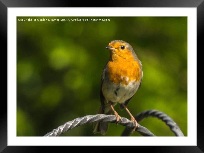 A Bright and Cheery Robin  Framed Mounted Print by Gordon Dimmer