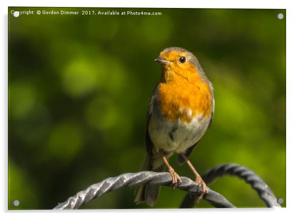 A Bright and Cheery Robin  Acrylic by Gordon Dimmer