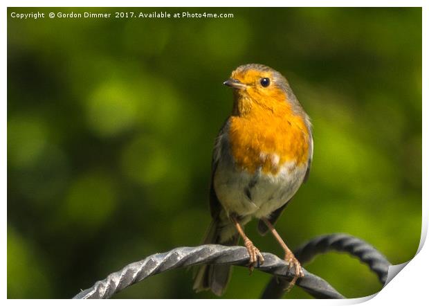 A Bright and Cheery Robin  Print by Gordon Dimmer