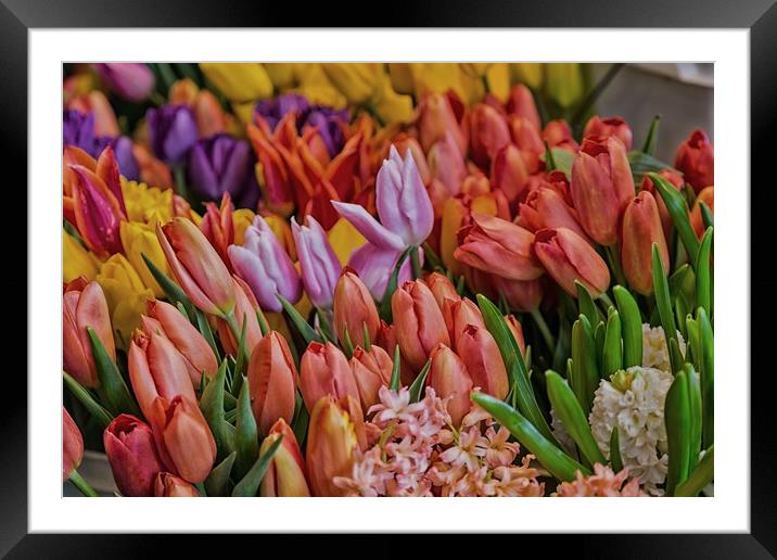 Many Colorful Tulips Framed Mounted Print by Darryl Brooks