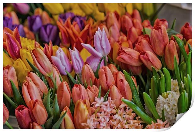 Many Colorful Tulips Print by Darryl Brooks