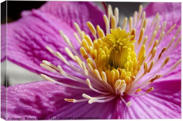    Clematis Close-Up                             Canvas Print by Jane Metters