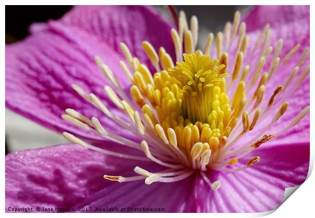    Clematis Close-Up                             Print by Jane Metters