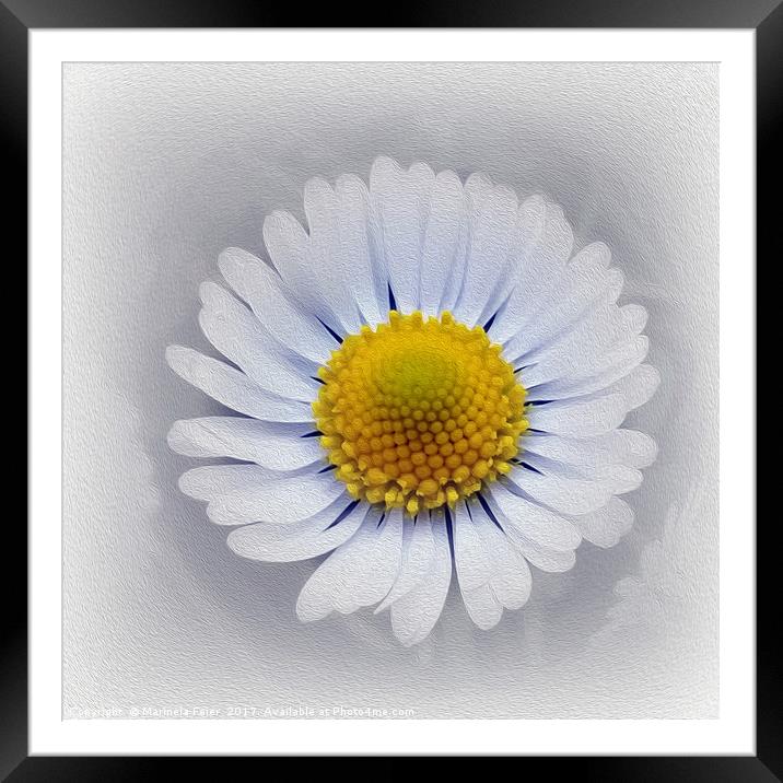 shining white daisy Framed Mounted Print by Marinela Feier