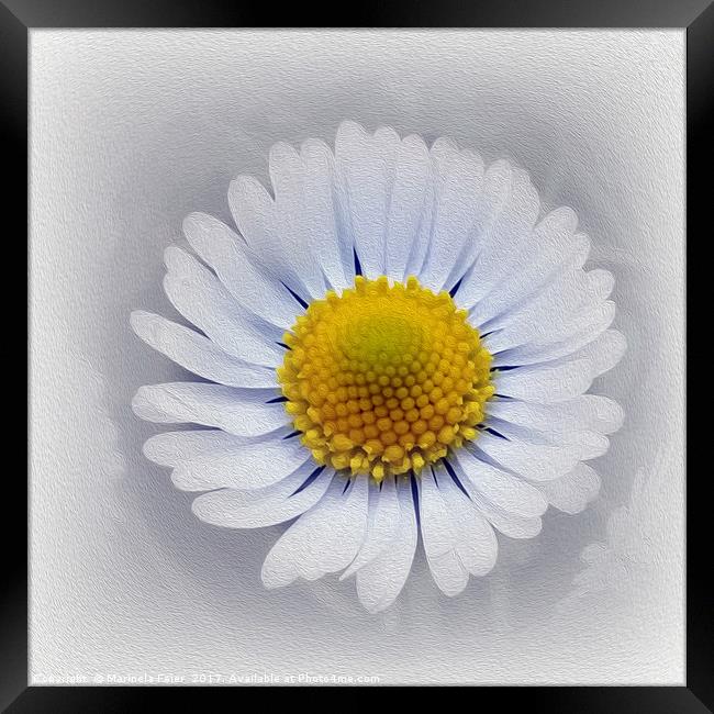shining white daisy Framed Print by Marinela Feier