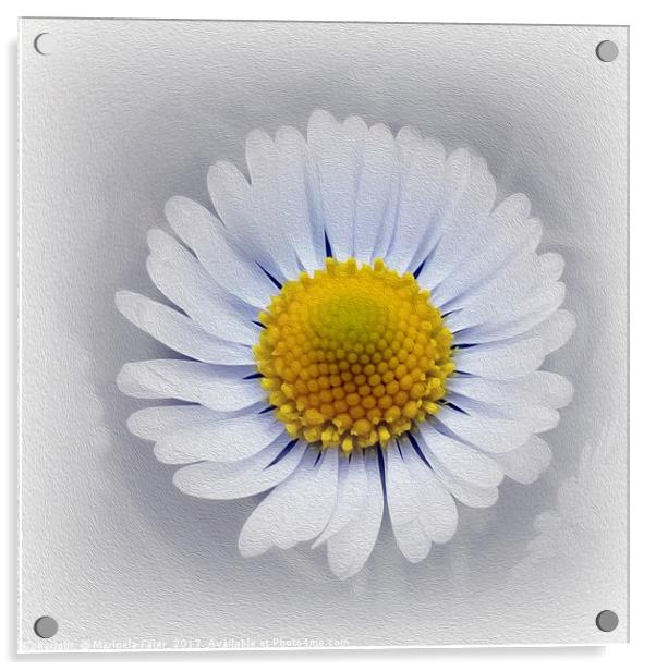 shining white daisy Acrylic by Marinela Feier