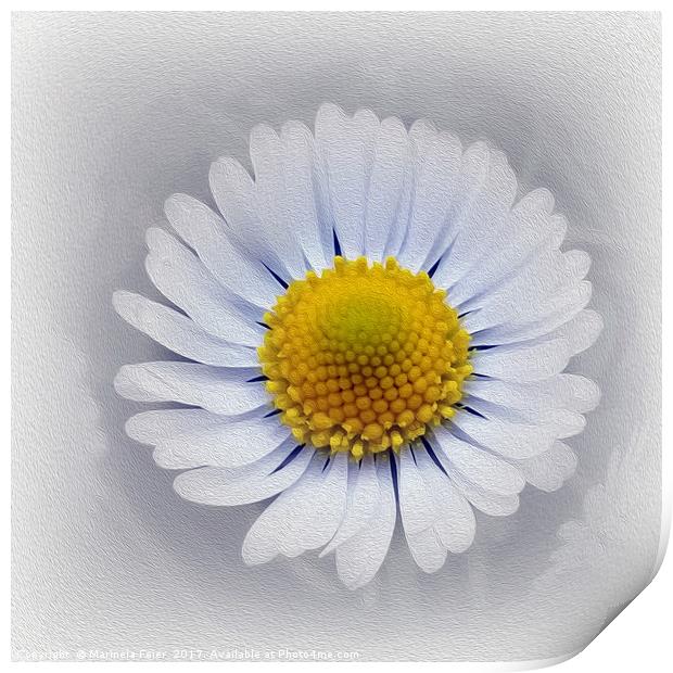 shining white daisy Print by Marinela Feier