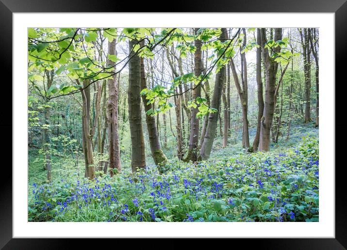 Bluebells in an English woodland in spring Framed Mounted Print by Andrew Kearton