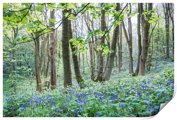 Bluebells in an English woodland in spring Print by Andrew Kearton