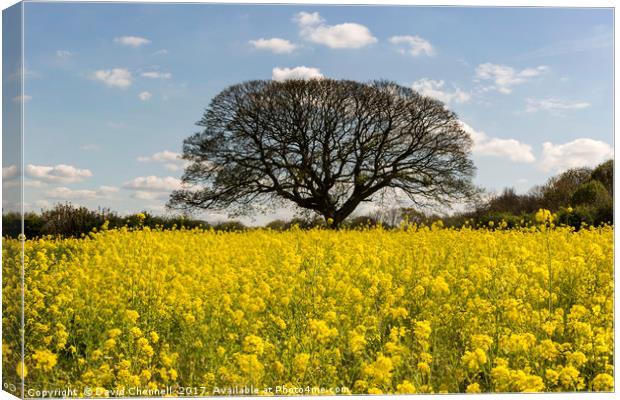 Brimstage Rapeseed Field Canvas Print by David Chennell