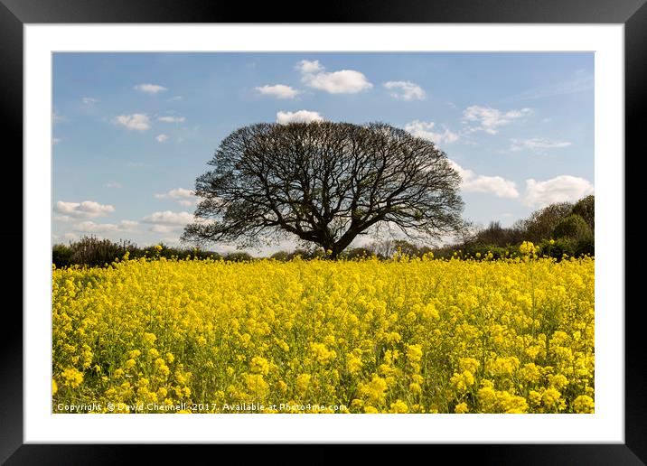 Brimstage Rapeseed Field Framed Mounted Print by David Chennell