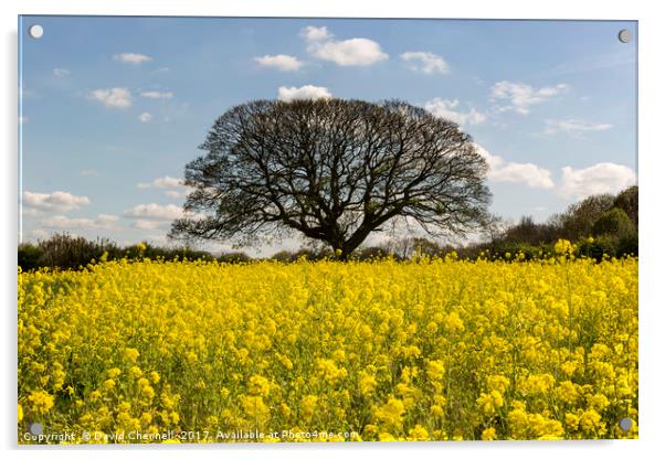 Brimstage Rapeseed Field Acrylic by David Chennell