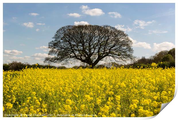 Brimstage Rapeseed Field Print by David Chennell