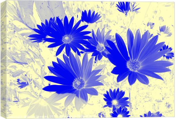 Blue daisies on a cream background Canvas Print by Rosie Spooner