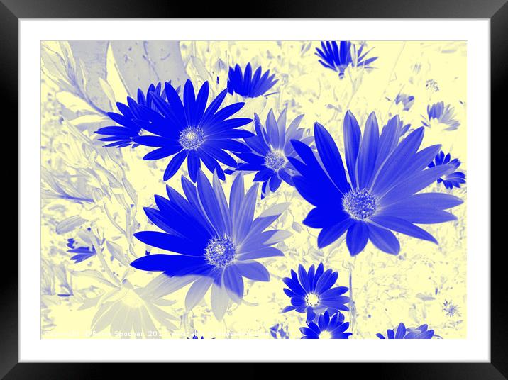 Blue daisies on a cream background Framed Mounted Print by Rosie Spooner
