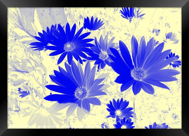 Blue daisies on a cream background Framed Print by Rosie Spooner