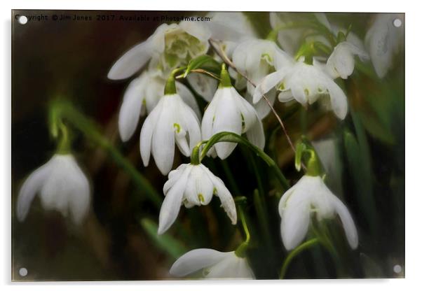 Simply Smudged Snowdrops Acrylic by Jim Jones