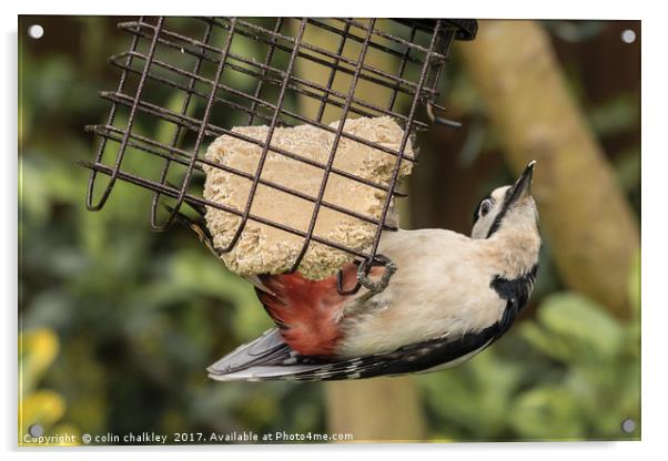 Male Great Spotted Woodpecker Acrylic by colin chalkley
