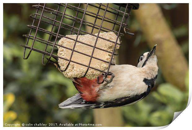 Male Great Spotted Woodpecker Print by colin chalkley
