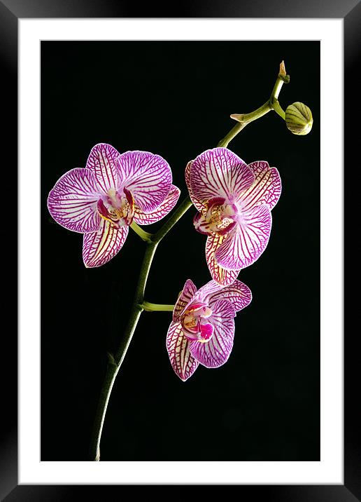 House Orchid Framed Mounted Print by Tony Bates