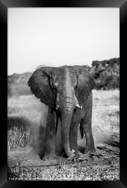 Dusty Elephant Framed Print by Jared Mein