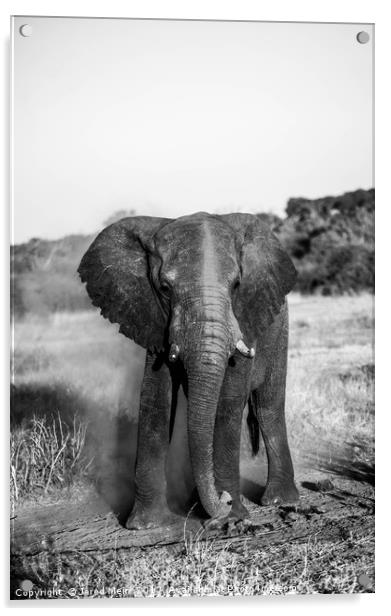 Dusty Elephant Acrylic by Jared Mein