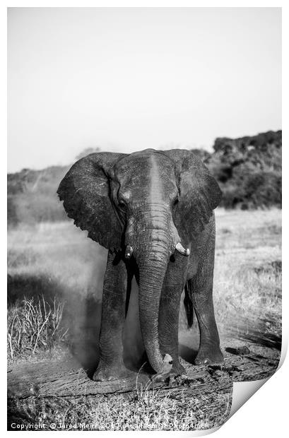 Dusty Elephant Print by Jared Mein