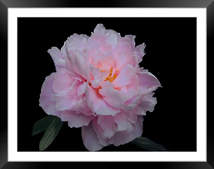 Pink Paeony Framed Mounted Print by Jacqi Elmslie