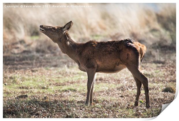 Young Deer Print by Kevin White