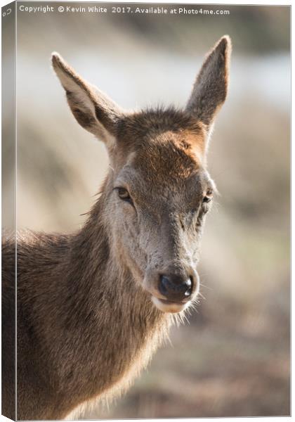 Portrait of wild deer Canvas Print by Kevin White