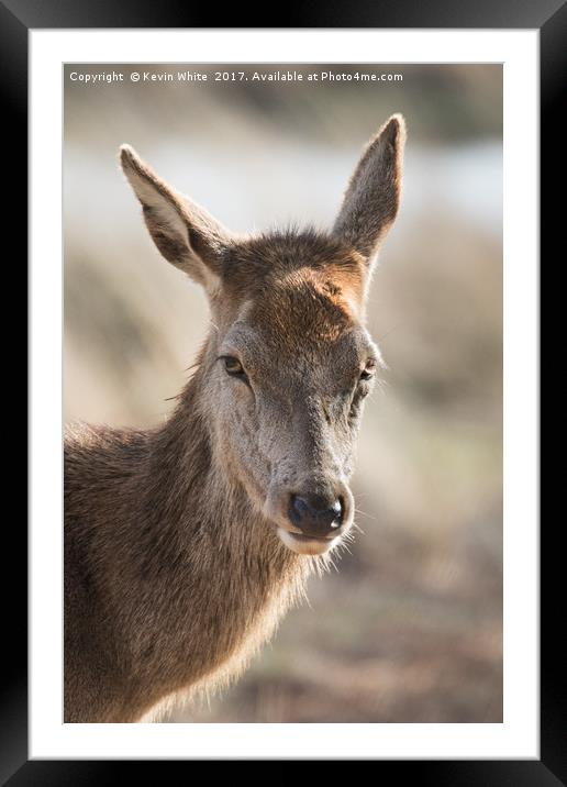 Portrait of wild deer Framed Mounted Print by Kevin White