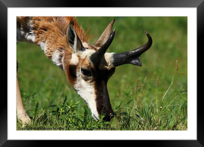 Pronghorn Antelope Portrait Framed Mounted Print by Christiane Schulze