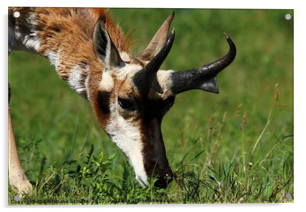 Pronghorn Antelope Portrait Acrylic by Christiane Schulze