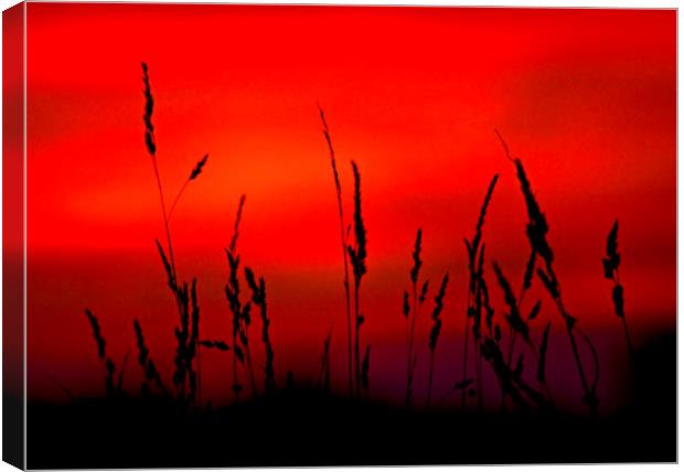 Grass Sunset. Canvas Print by Darren Burroughs