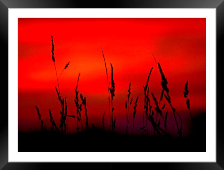 Grass Sunset. Framed Mounted Print by Darren Burroughs