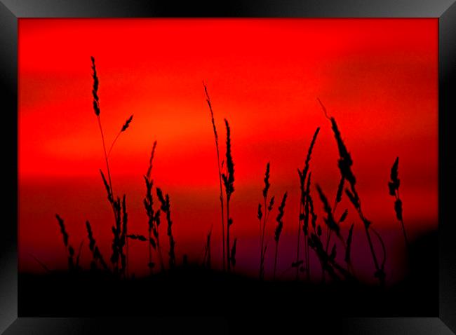 Grass Sunset. Framed Print by Darren Burroughs