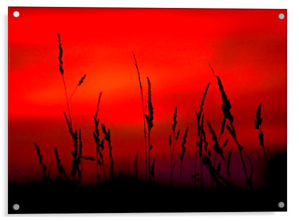 Grass Sunset. Acrylic by Darren Burroughs