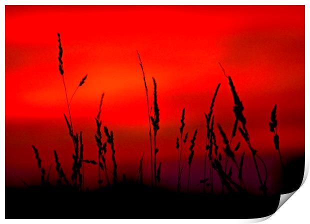Grass Sunset. Print by Darren Burroughs