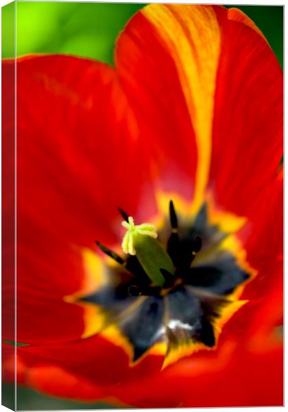 red tulip close up Canvas Print by Olena Ivanova
