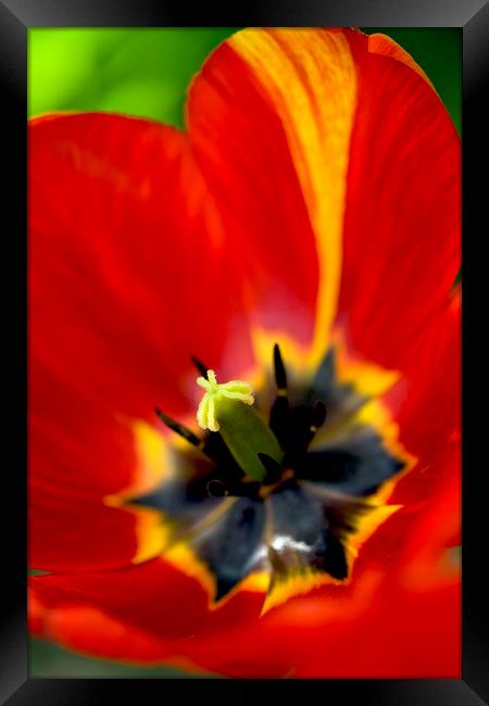 red tulip close up Framed Print by Olena Ivanova