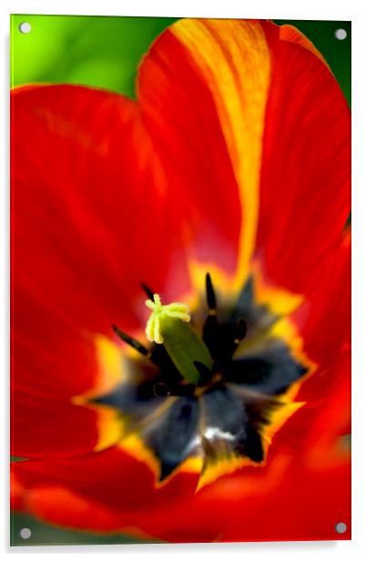 red tulip close up Acrylic by Olena Ivanova
