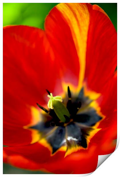 red tulip close up Print by Olena Ivanova