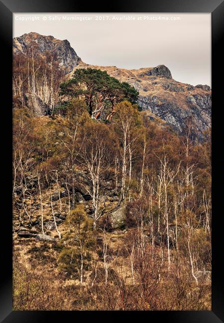 Ancient Pine Tree, Glen Nevis, Scotland Framed Print by Sally Morningstar