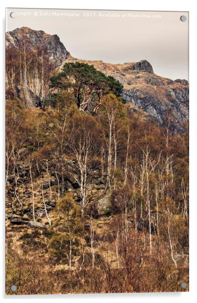 Ancient Pine Tree, Glen Nevis, Scotland Acrylic by Sally Morningstar