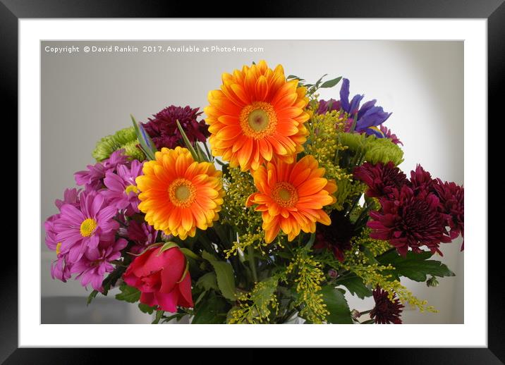 orange and yellow gerbera Framed Mounted Print by Photogold Prints